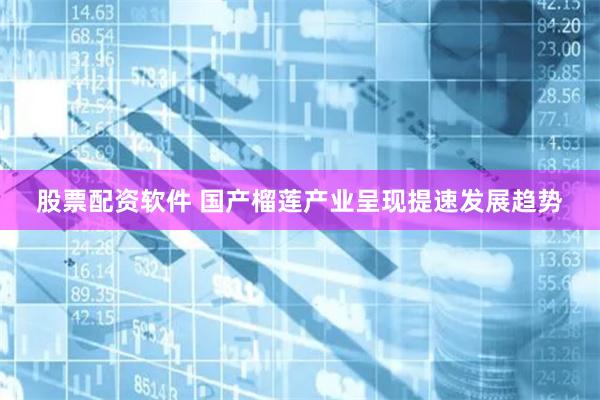 股票配资软件 国产榴莲产业呈现提速发展趋势